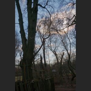 69. Bäume mit Himmel verwoben