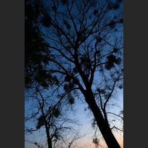 66. Mistelbaum, Abendhimmel