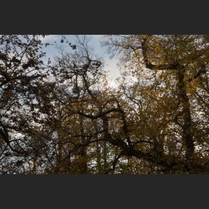 68. Bäume mit Himmel verwoben II